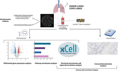 Mucosal immune alterations at the early onset of tissue destruction in chronic obstructive pulmonary disease